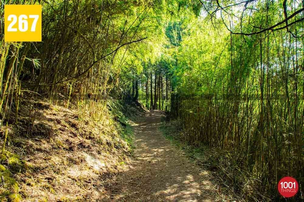 Lali Guras Picnic Spot