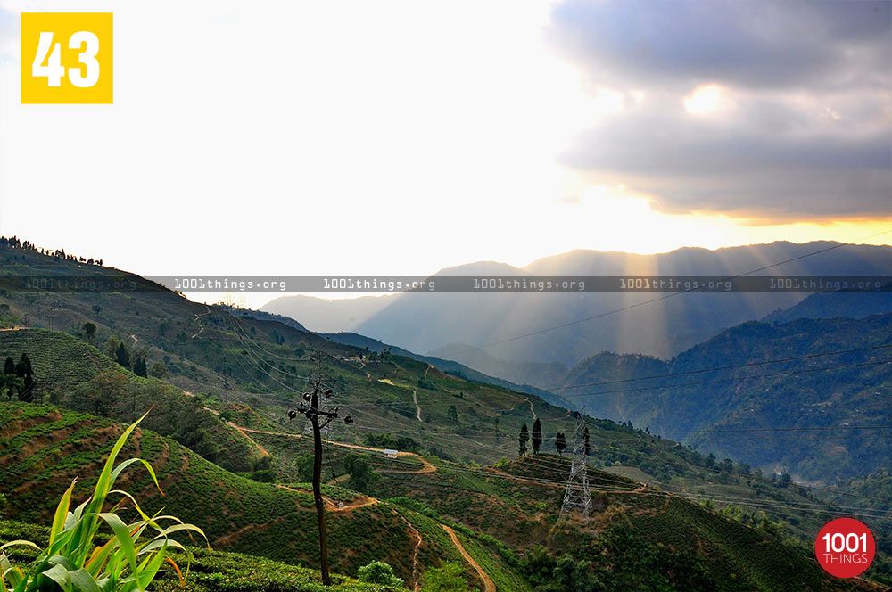Mirik Tea Graden featured image