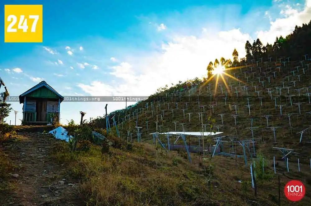 Sittong, Darjeeling