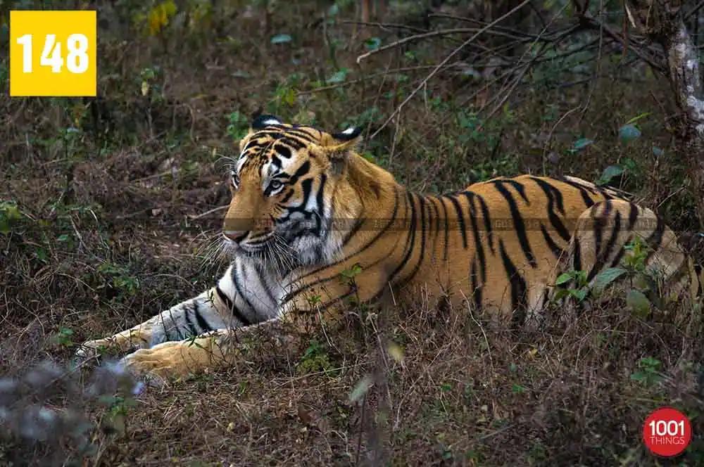 bengal safari siliguri