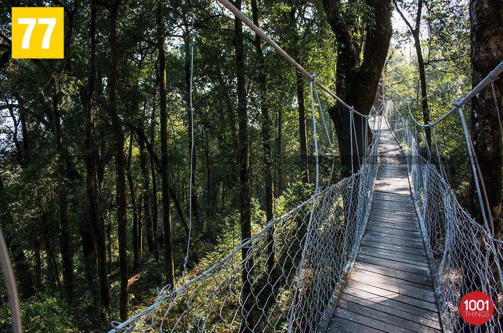 Dense forest at Hanging bridge lolegaon