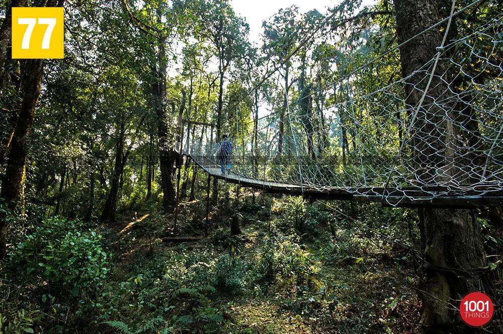 Greenary at Hanging bridge canopy walkway lolegaon