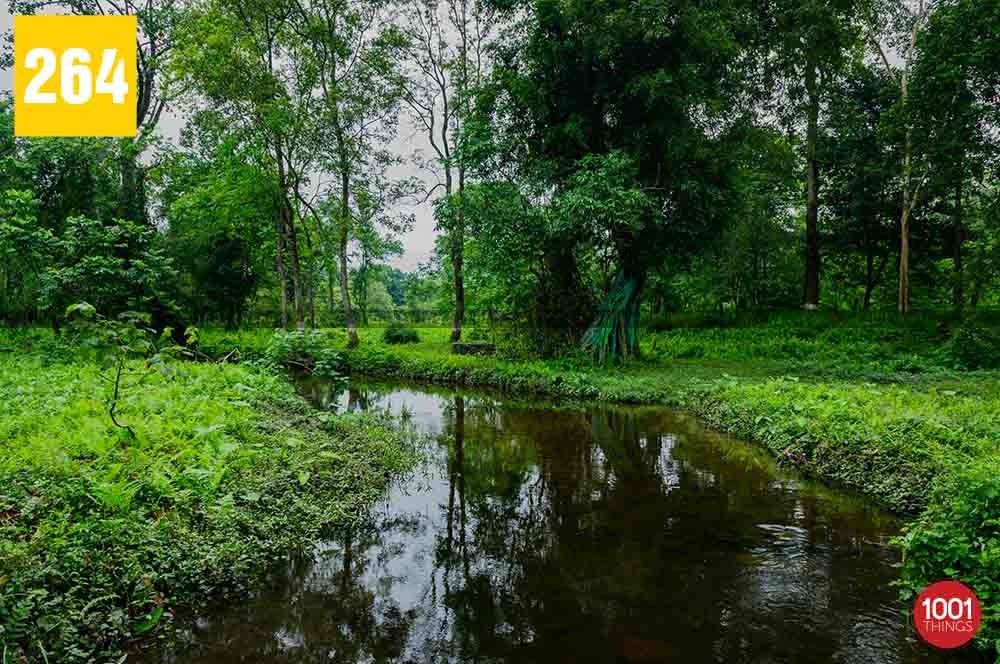 Tipu Khola, Siliguri