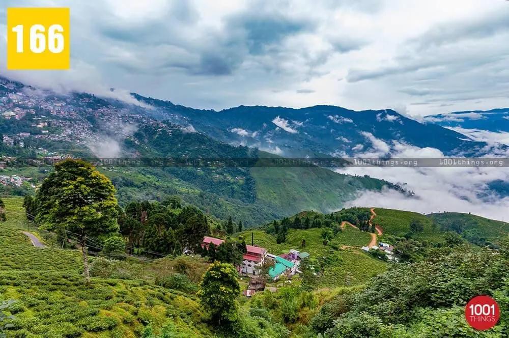 Happy Valley Tea Estate 