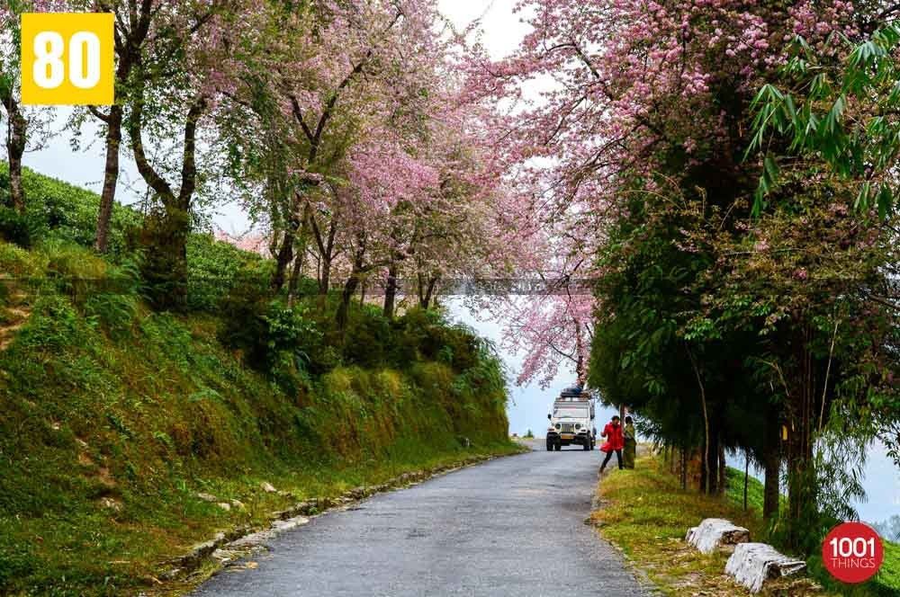 Temi Tea Garden, Sikkim